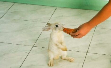 How to train rabbits: we tame them to the hands and the tray, teach tricks