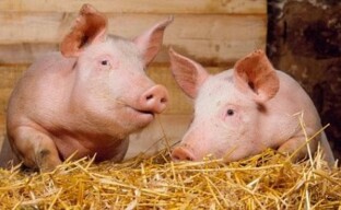 Regras básicas de criação de porcos para iniciantes