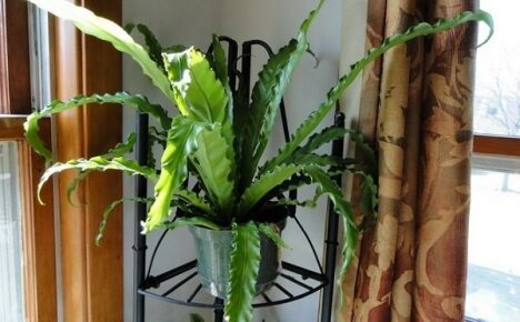 Osnove jednostavne njege za idealnu biljku za kućno vrtlarenje - Asplenium