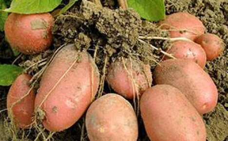 Frühe Kartoffelsorten - allgemeine Informationen