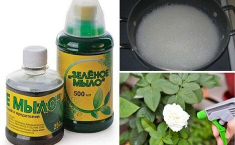 Groene zeep is een betrouwbaar pantser voor planten