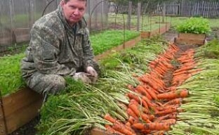 Høje senge er den bedste måde at dyrke gulerødder på (video)