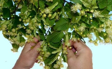 When to collect linden for tea - preparing raw materials for a delicious medicine