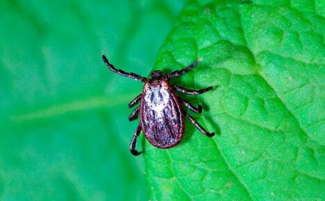 Treatment from ticks of a summer cottage