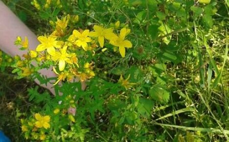 When to collect St. John's wort and how to properly harvest