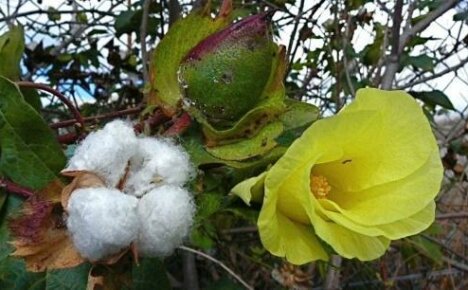 Interessante Fakten über Baumwolle: Wie sie aussieht, wächst und Früchte trägt