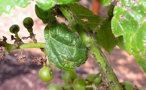 Смъртоносната гроздова антракноза капитулира пред опитни градинари
