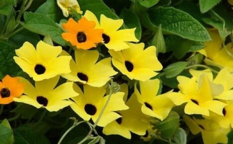 De warmteminnende, rijk bloeiende tunbergia zal uw tuin sieren