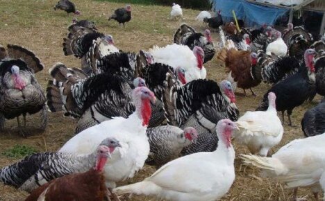 Tacchini: allevamento e mantenimento del pollame dietetico a casa
