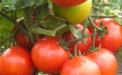 Най-добрите сортове домати за Ленинградска област за щедра реколта в оранжерия и открита почва