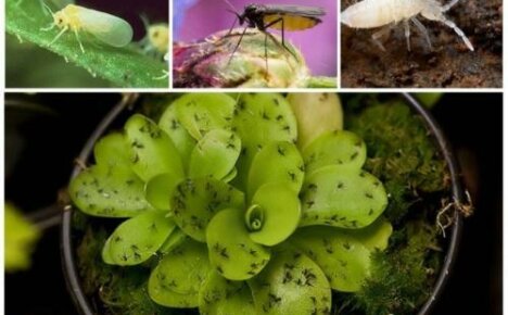 Kako se riješiti mušica u cvijeću: popularne i učinkovite metode