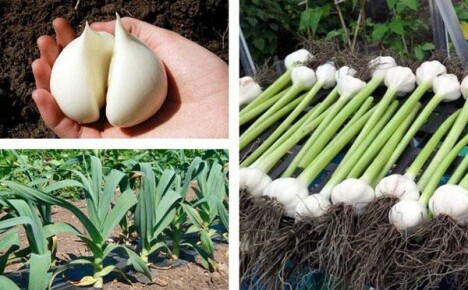 Rocambol: zemědělská technologie pro pěstování a reprodukci obřího česneku