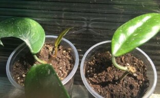 Hoya propagation by cuttings - the secrets of successful rooting