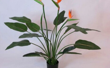 Exotická květina Strecilia nebo rajka na parapetu