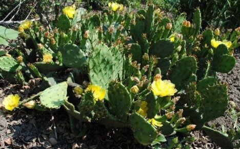 Pestovanie kaktusu opuncie na otvorenom poli - premena záhrady na púšť