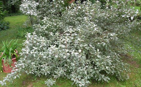 Trồng cây ngậm bạc đơn giản trong vườn