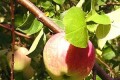 Болести на ябълкови дървета на снимката и методи за тяхното лечение