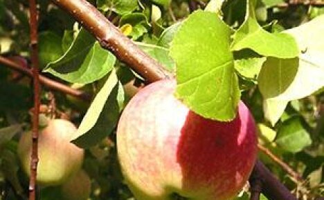 Болести на ябълкови дървета на снимката и методи за тяхното лечение