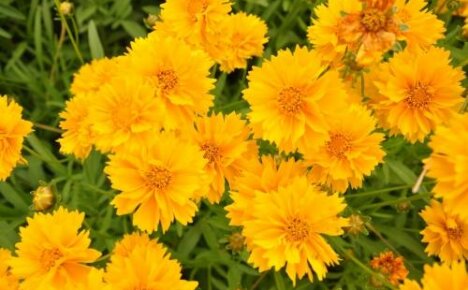 Coreopsis Sunbarst - نبات معمر متواضع يزهر في حديقتك