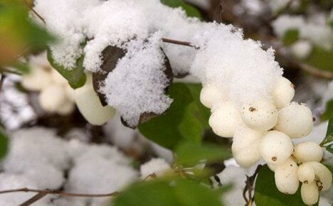 Möt den eleganta utsikten över snowberry