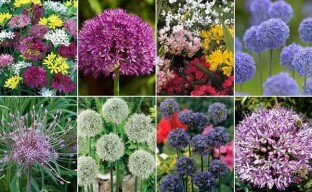Alliumsoorten: van reuzen tot dwergen