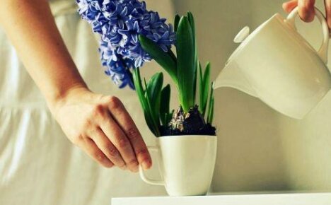 Hoe hyacint water te geven: frequentie en methoden van water geven