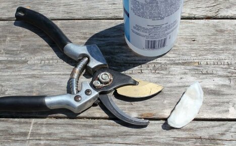 How to disinfect a garden pruner - professional advice