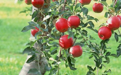 Wie man einen Apfelbaum Früchte trägt - auf einfache und effektive Weise