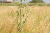 Effective ways to control the malicious weed wild oat