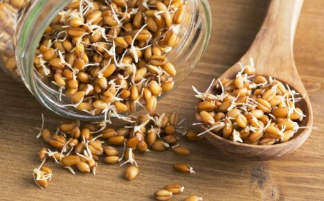 Se vuoi perdere peso, mangia i germi di grano, i benefici ei rischi del prodotto
