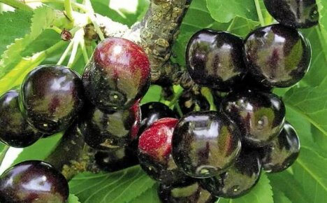 Cereja preta Dyber saborosa e frutada - descrição da variedade, foto