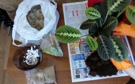 كيف يتم إجراء عملية شراء زراعة نبات الاروروت