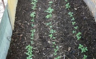 Tlo za ginseng - pripremamo gredice za uzgoj biljke u vrtu, uzimajući u obzir njegove zahtjeve