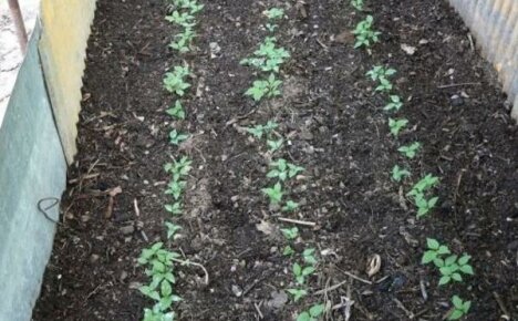 Boden für Ginseng - Wir bereiten Beete für den Anbau einer Pflanze im Garten unter Berücksichtigung ihrer Anforderungen vor