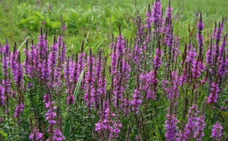 As propriedades medicinais do arbusto de salgueiro - uma bela planta perene com flores lilases