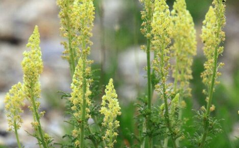 Regeln für den Anbau von duftender Mignonette aus Samen für ein exklusives Blumenbeet