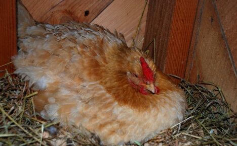 How to put a chicken on eggs - tips from experienced poultry farmers