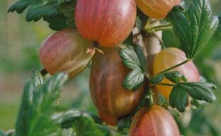 Growing large gooseberries in the country