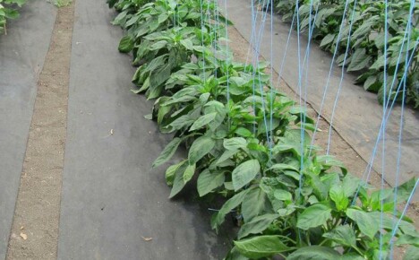 Fordelen med å bruke agrofiber når du dyrker grønnsaker i sommerhus