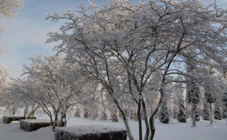 Irga canadian - die Frostbeständigkeit des Strauchs wird Gärtner der Mittelstraße und Sibiriens begeistern