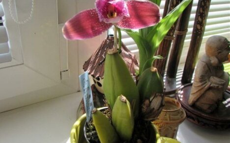Lycast orchidee zal u verrassen met grote geurende bloemen