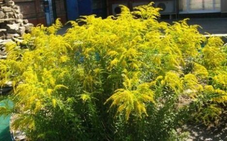 Josephine goldenrod - compact perennial for low hedges