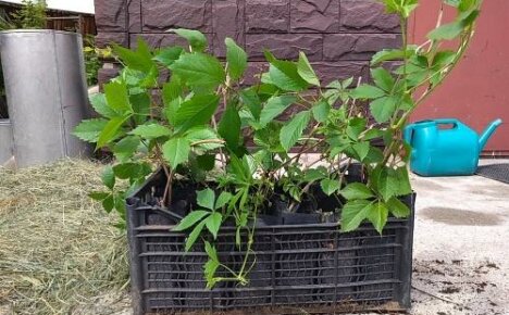 Wann man mädchenhafte Trauben pflanzt: optimales Timing