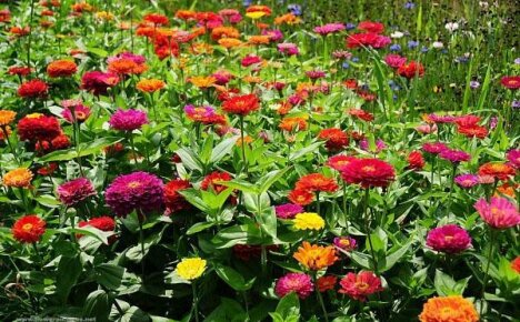 Výber veľkolepých druhov a odrôd cínie - aristokratická kvetina pre vašu záhradu