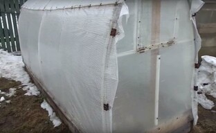 การปลูกแตงกวาในสภาพอากาศหนาวเย็นในโรงเรือน
