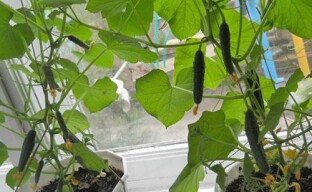 Pepinos crescendo no peitoril da janela