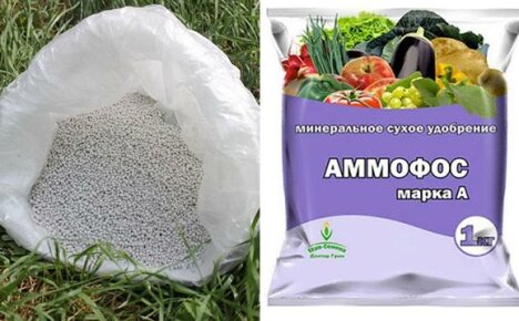 Fertilizante Ammophos para uso em sua casa de verão