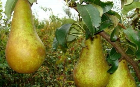 Sweet and fruitful pear Conference - photo and description of an old variety