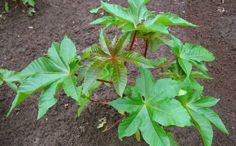 Elegante ricinusolieplant - de regels voor planten en verzorgen in de bloembedden