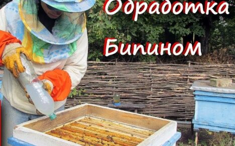 Behandlung von Bienen mit Bipin im Herbst - Dosierung und Zeitpunkt des Eingriffs